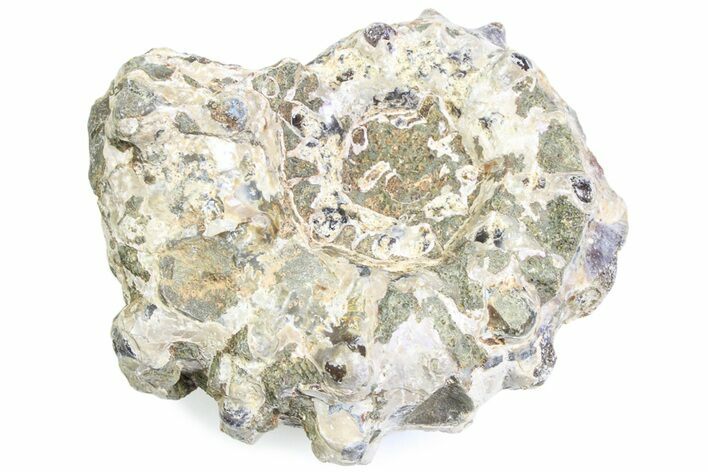 Bumpy Ammonite (Douvilleiceras) Fossil - Madagascar #361190